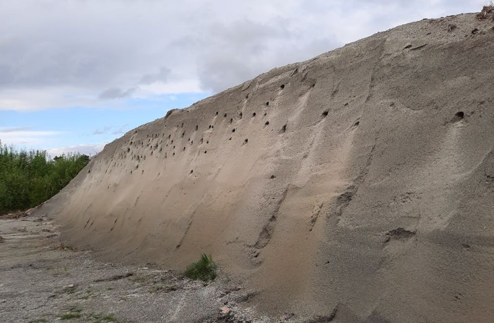 Sandsvalenes reir i sandveggen, som ble bygget for at fuglene skulle finne trygg reirplass. Det har vært en suksess. Foto: Dag Fjeldstad.