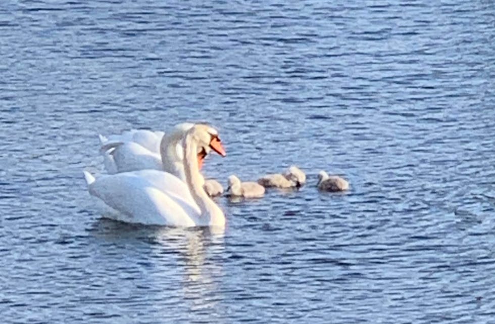 Svaneunger i «andadammen» er et populært vårtegn i Førre. Foto: Monica Håland