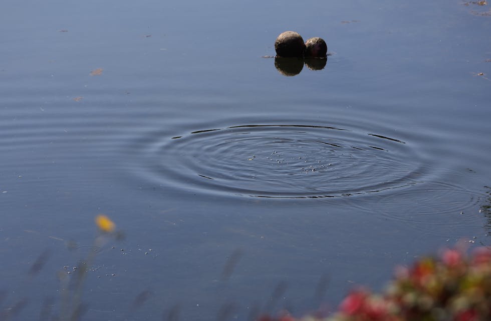 Nå kan du sjekke kvaliteten på badevannet på din favorittplass. Illfoto: Alf-Einar Kvalavåg