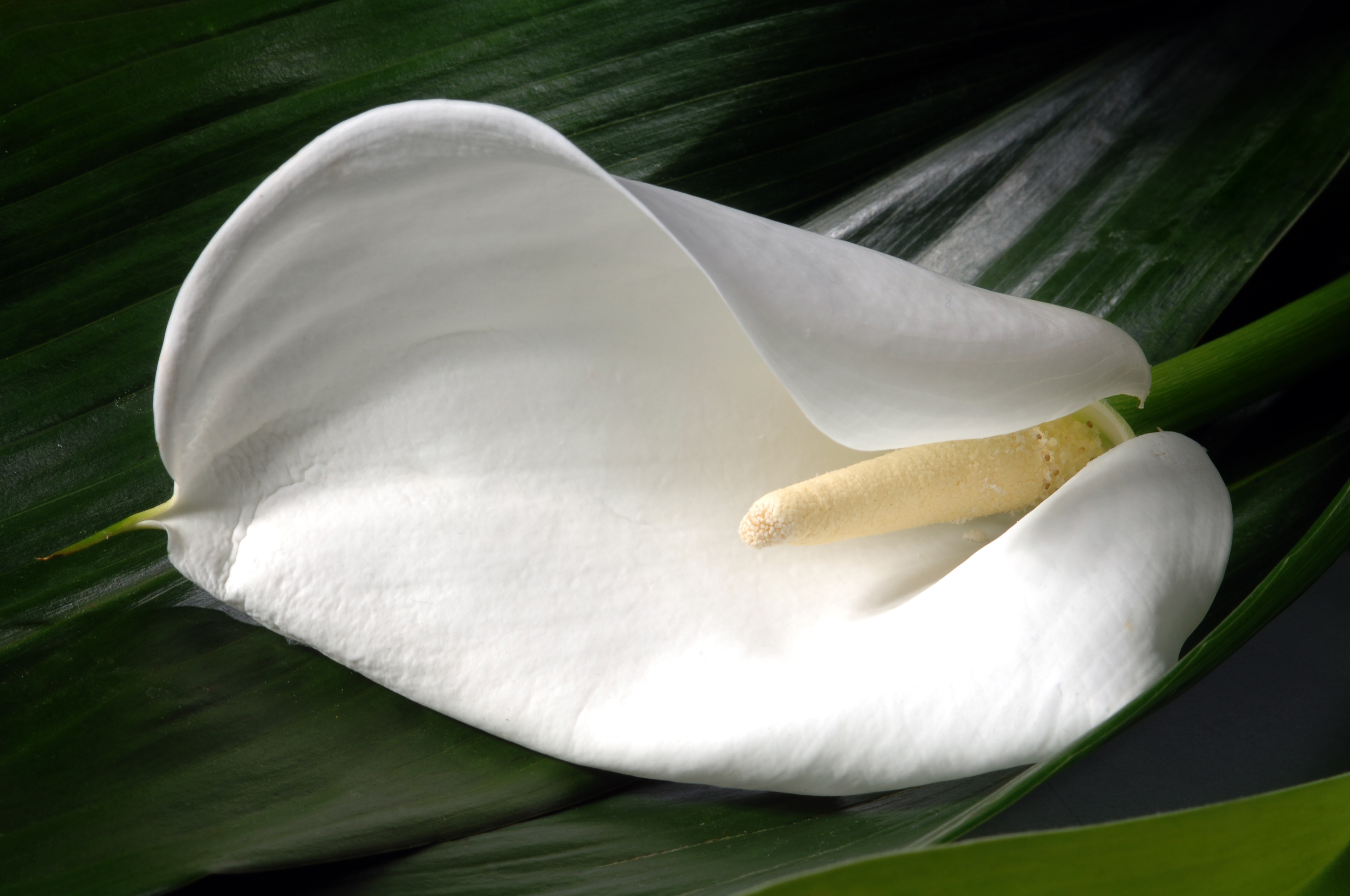 Calla lily flower in a garden, closeup of photo
