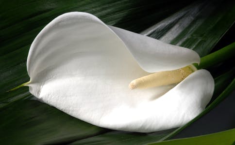 Calla lily flower in a garden, closeup of photo