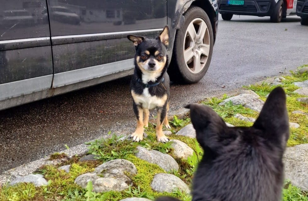 Det er en brun og svart chihuahua som springer rundt uten eiger med førre kirke
