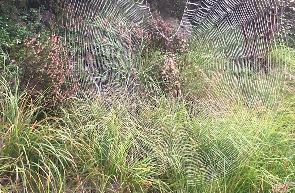 Vevarkjerringa har hatt det travelt nattestid