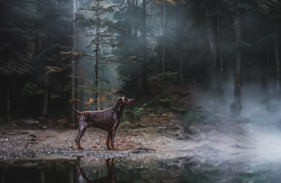 Mira Carlsen har tatt halloweeninspirerte bilder av hunden sin Marley.