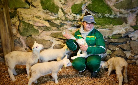 Anna Henriette Eikje saman med dei lamma som ikkje klarer seg sjølv. Å ha lam er herleg, travelt og også utfordringene. Men eit vårteikn er det på garden.
Foto: Alf-Einar Kvalavåg