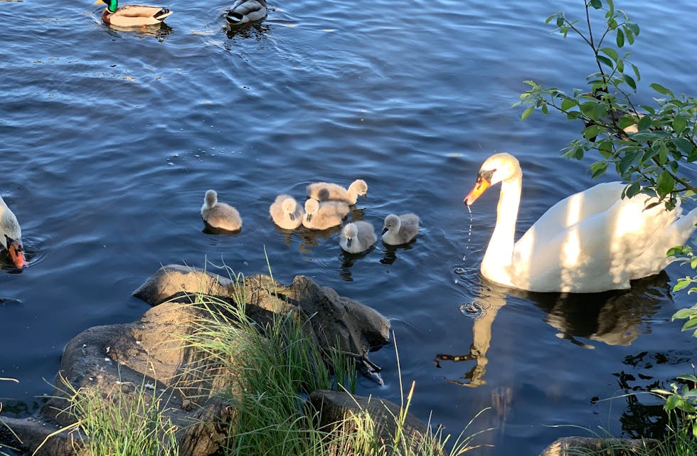 Svanene i Førre har fått unger. Foto: Monica Håland