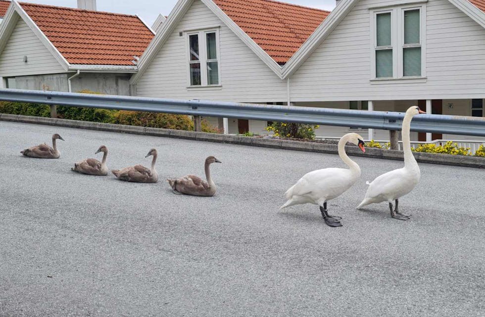 Herr og fru svane på tur ned Førresbrekka med sine små. Midt i veien og med innlagte hvilepauser. Foto: Brit Iren Meland