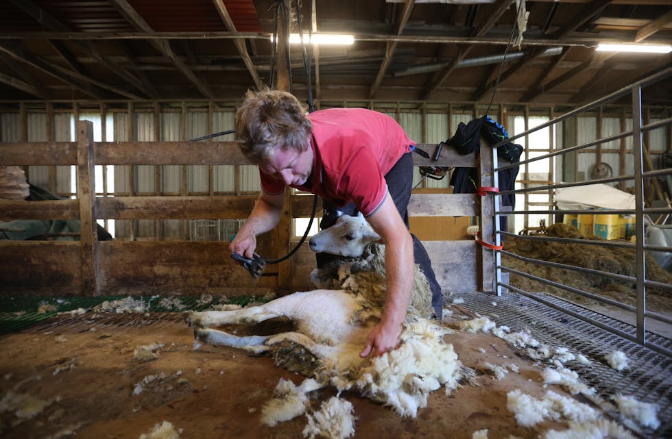 Ørjan Østebøvik er ein av dei som har planar om å klyppe sau til helga. Foto: Alf-Einar Kvalavåg