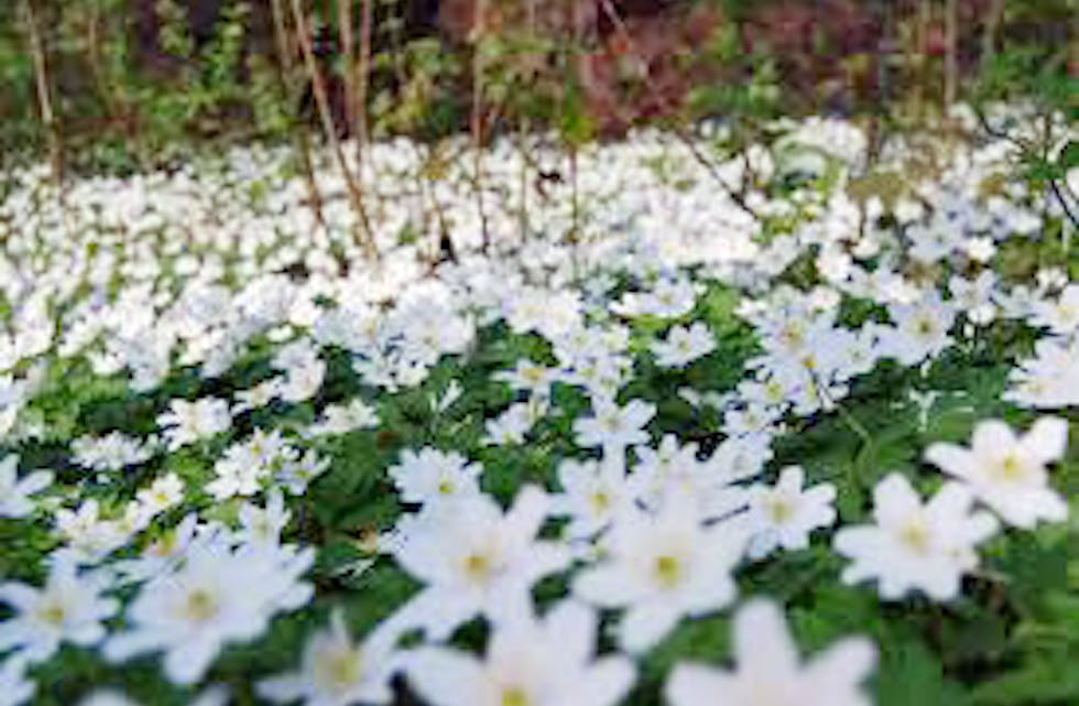 Jeg velger meg april...