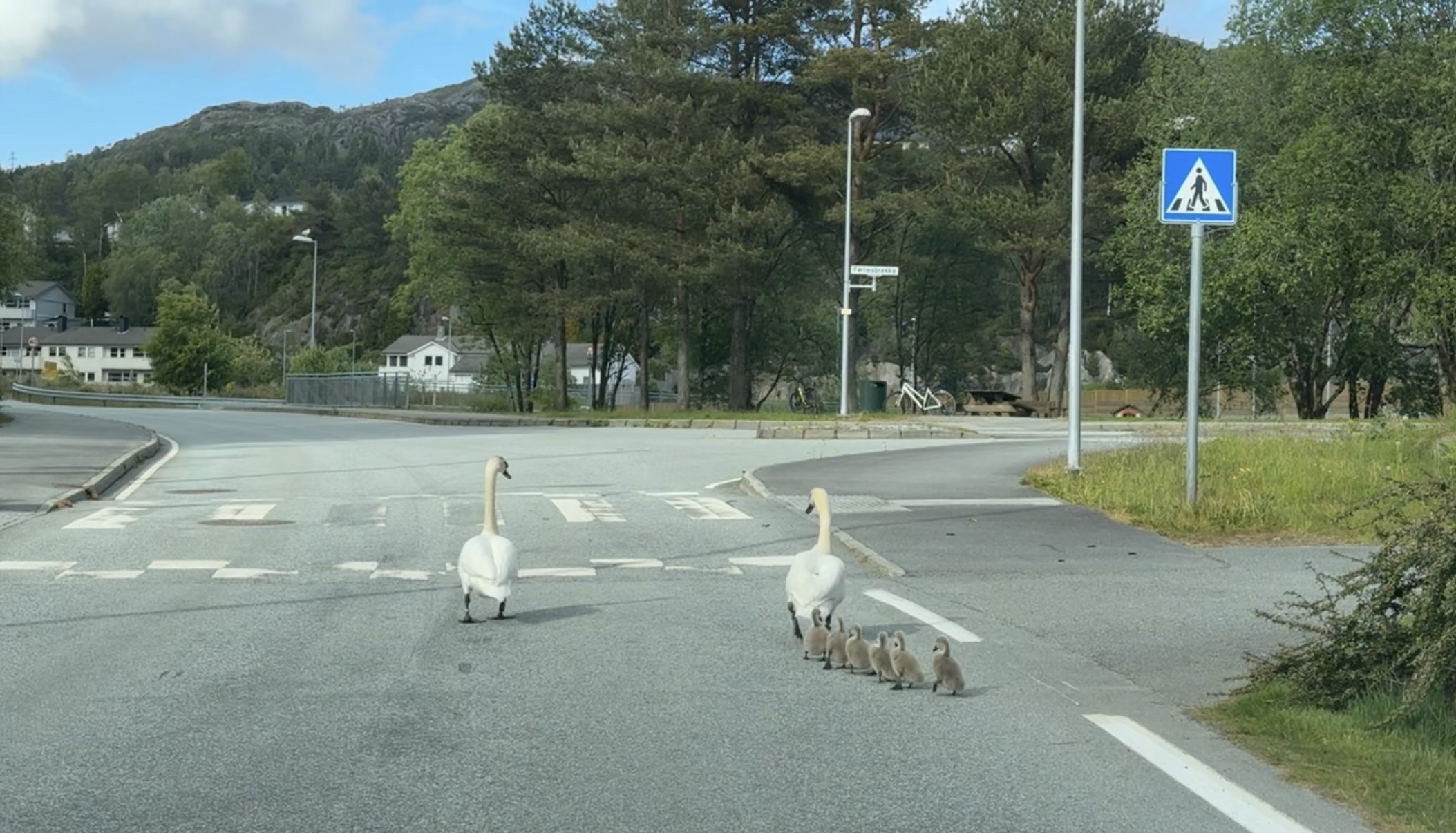 Mandag ettermiddag var svanefamilien på tur langs Høievegen i Tysvær. 