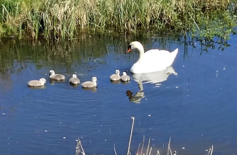 Svanene i Førrestjørna har fått unger. Foto: Sissel Førre
