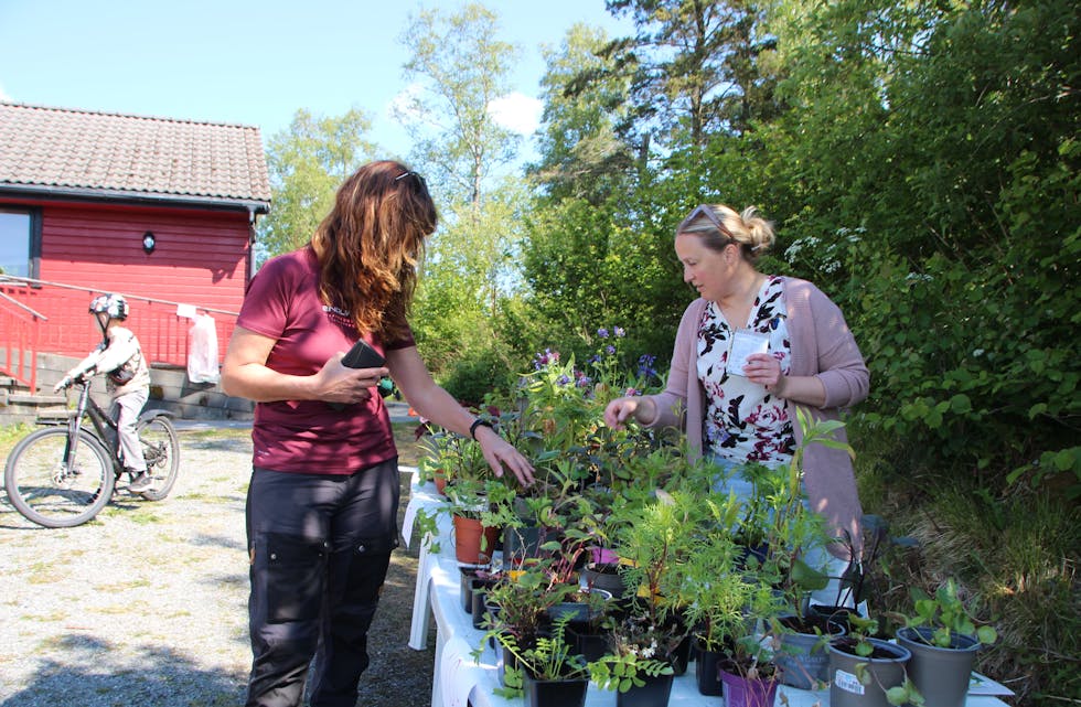 De mest populære vekstene forsvant fort fra Heidi Sandviks stand under helgens hagemarked på Stegaberg grendahus.