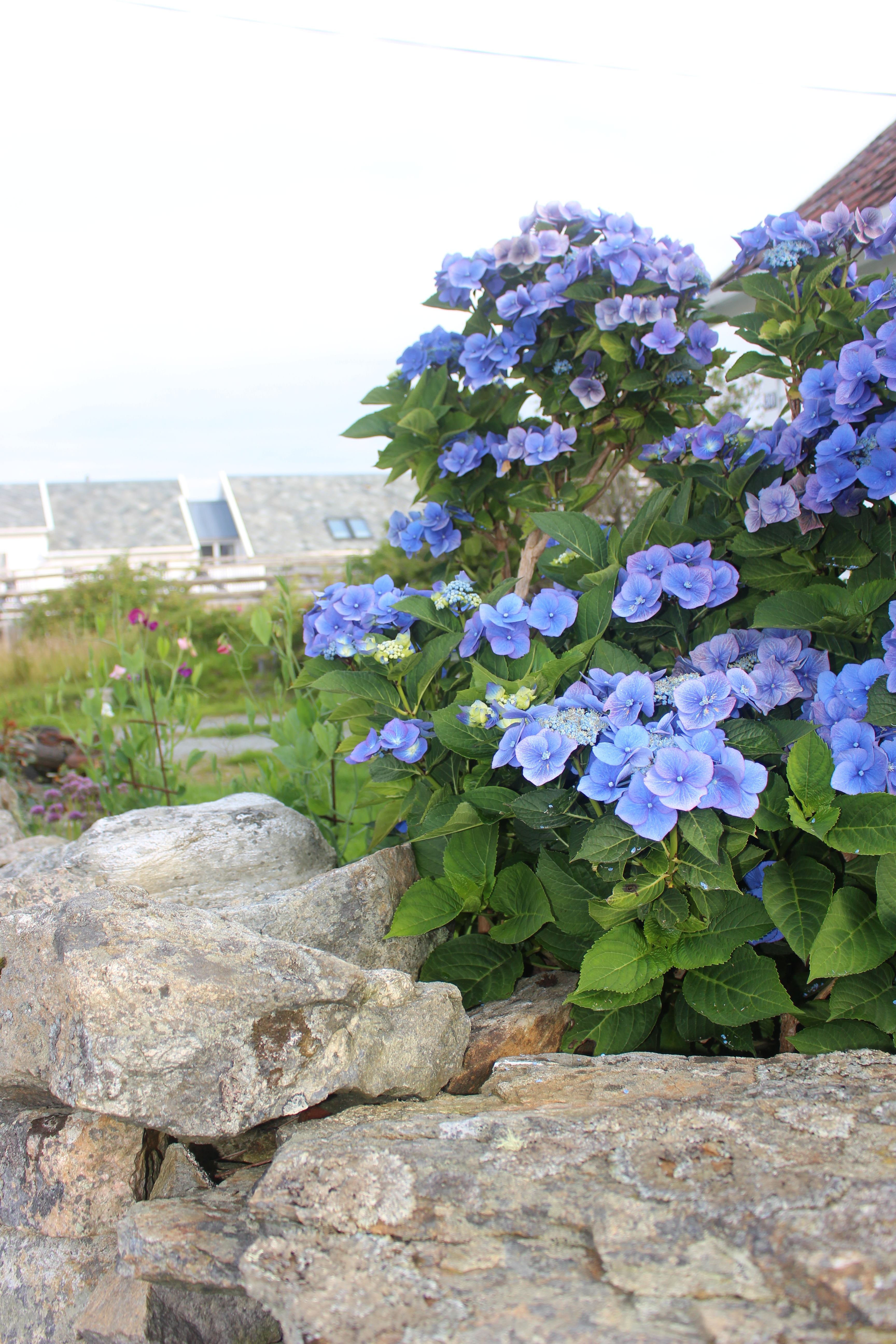 Det blåe, mjuke, sårbare saman med den harde steinen kan (til naud) samanliknast med innsida og utsida vår.