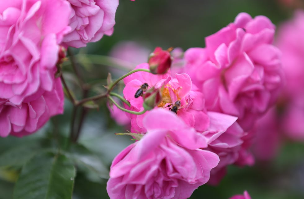 Eg deler ei rose i ei tung stund for mange.