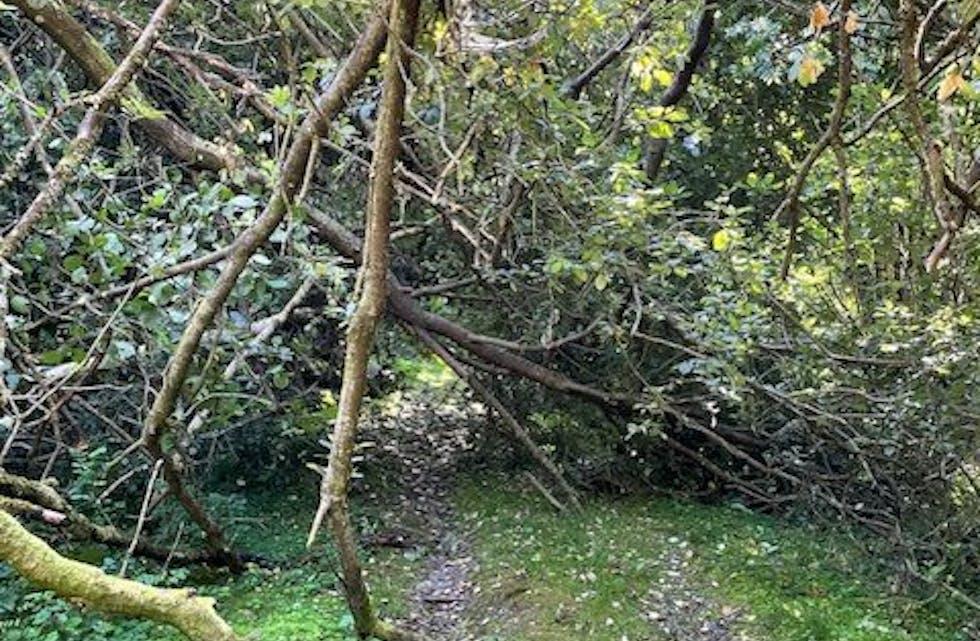Stiane på Borgøy er godt merka, men dårleg vedlikehald gjer det vanskeleg å komme fram – og finne fram for dei som er ukjende på øya.
Foto: Sissel Førland.