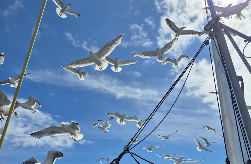 Sør Norges Fiskarlag har sendt ut en melding om fiske. ILLfoto: Sør Norges Fiskarlag