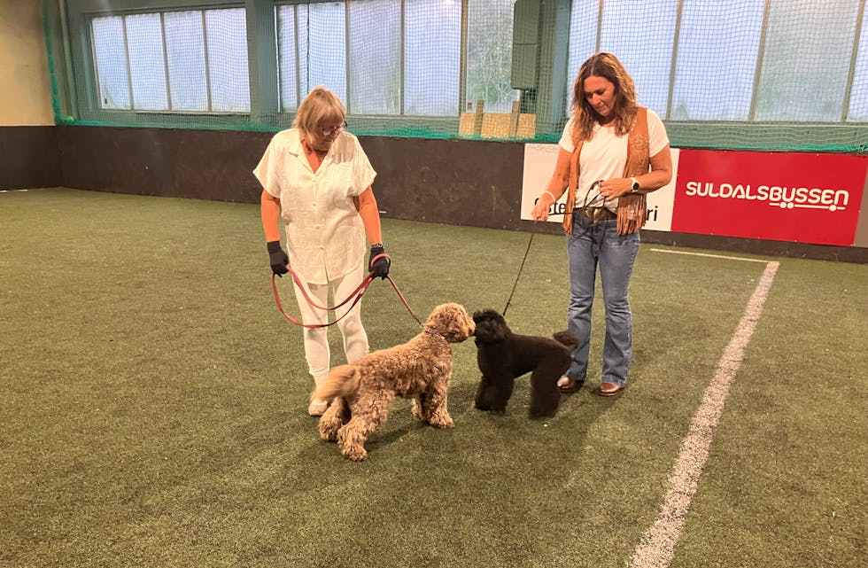 God stemning mellom hundar og menneske.