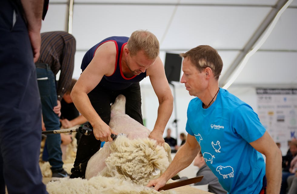 Jonathan Gerhard Haakull i blått ble Norgesmester også i 2025. Åsmund Kringeland ble nummer to i saueklipping. Foto: Alf-Einar Kvalavåg
