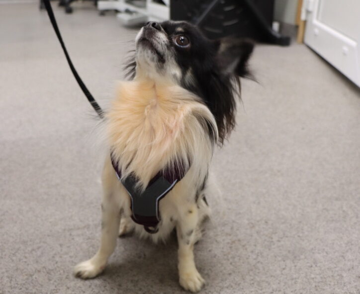 Tveit videregående skole har en egen kennel som elevene kan ta egen hund til. De tre venninnene bestemte seg for å satse på kennel som elevbedrift. De leier plass av skolen ved behov.