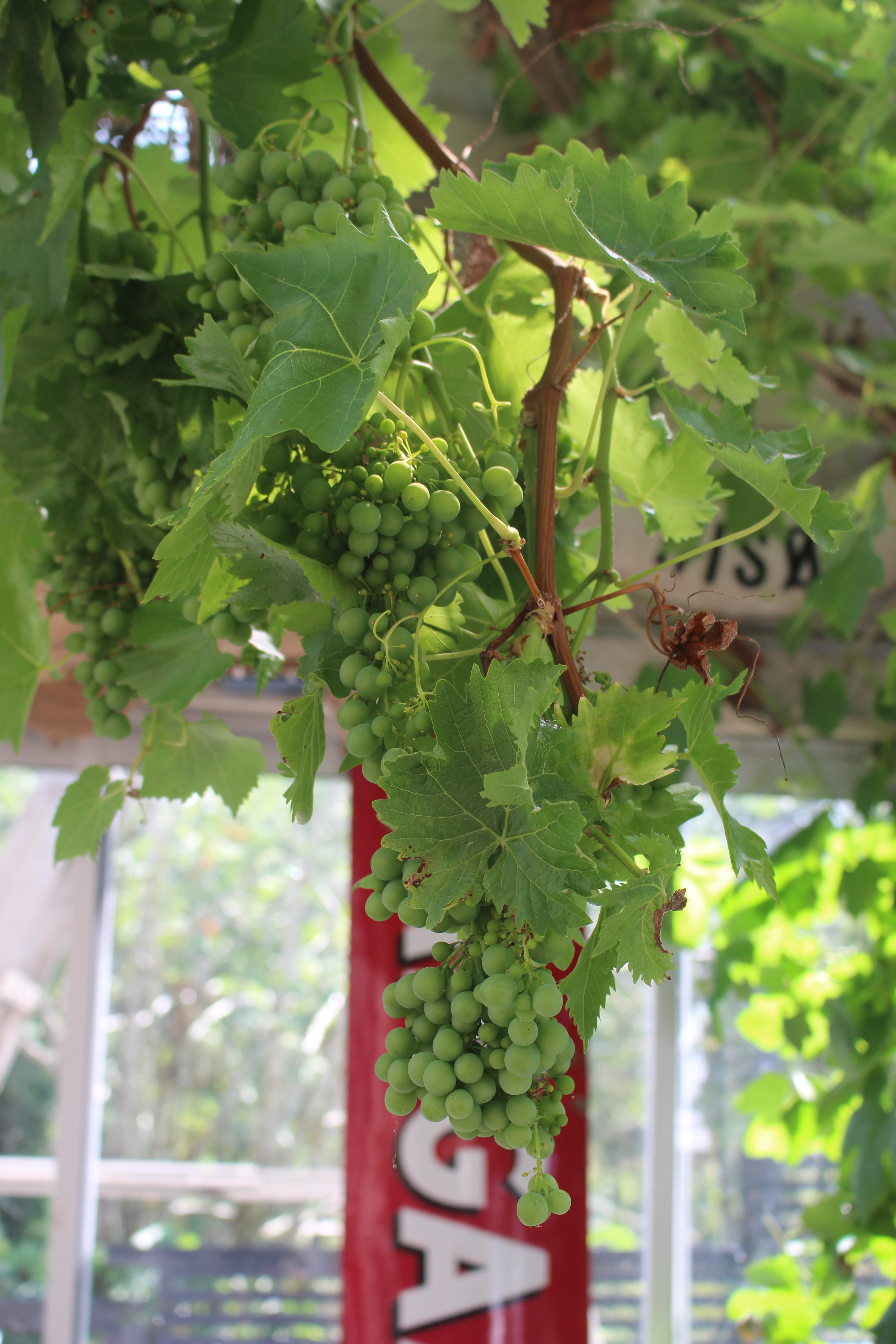 Eg veit at denne drueklasen representerer eit ønske fram i tid. Men det får stå sin prøve, det kjem alltid ein vår. 