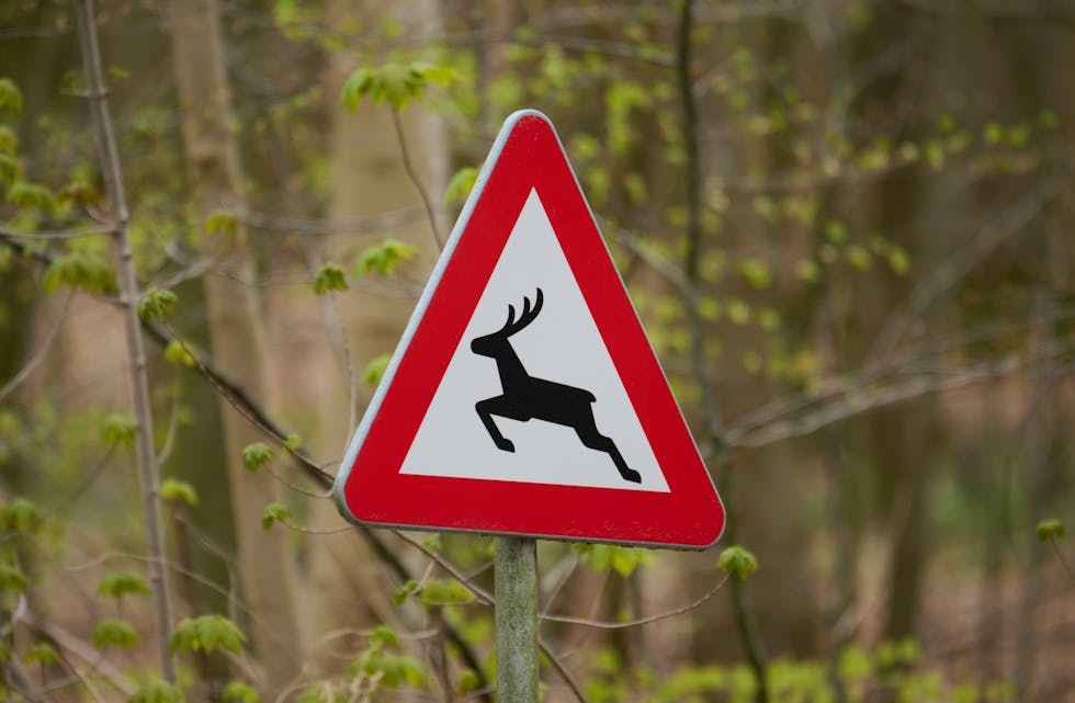 To bilister meldte fra om påkjørsel av vilt i løpet av helgen. Illustrasjonsfoto.