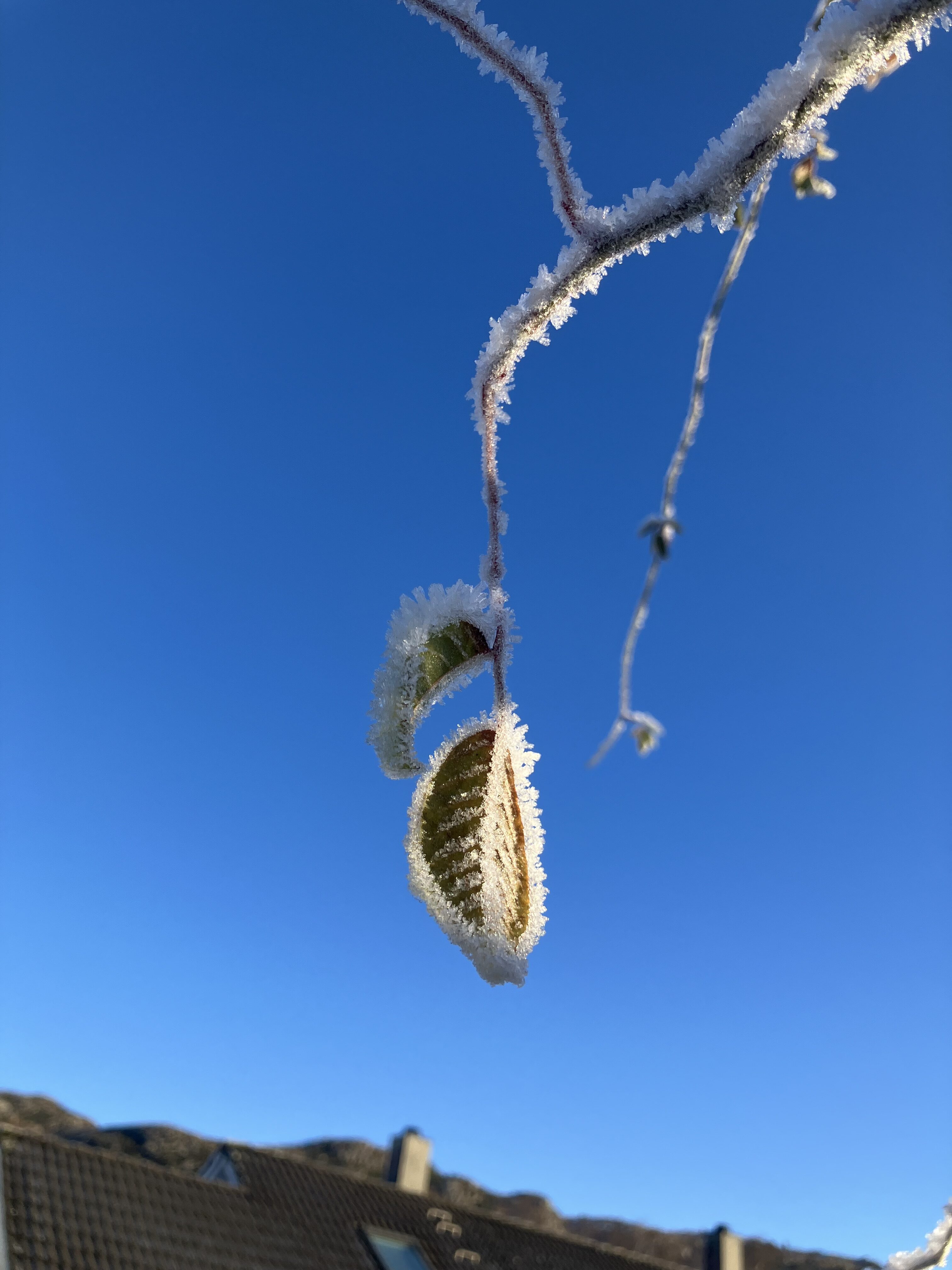 Så skjørt og så uendeleg vakkert. 