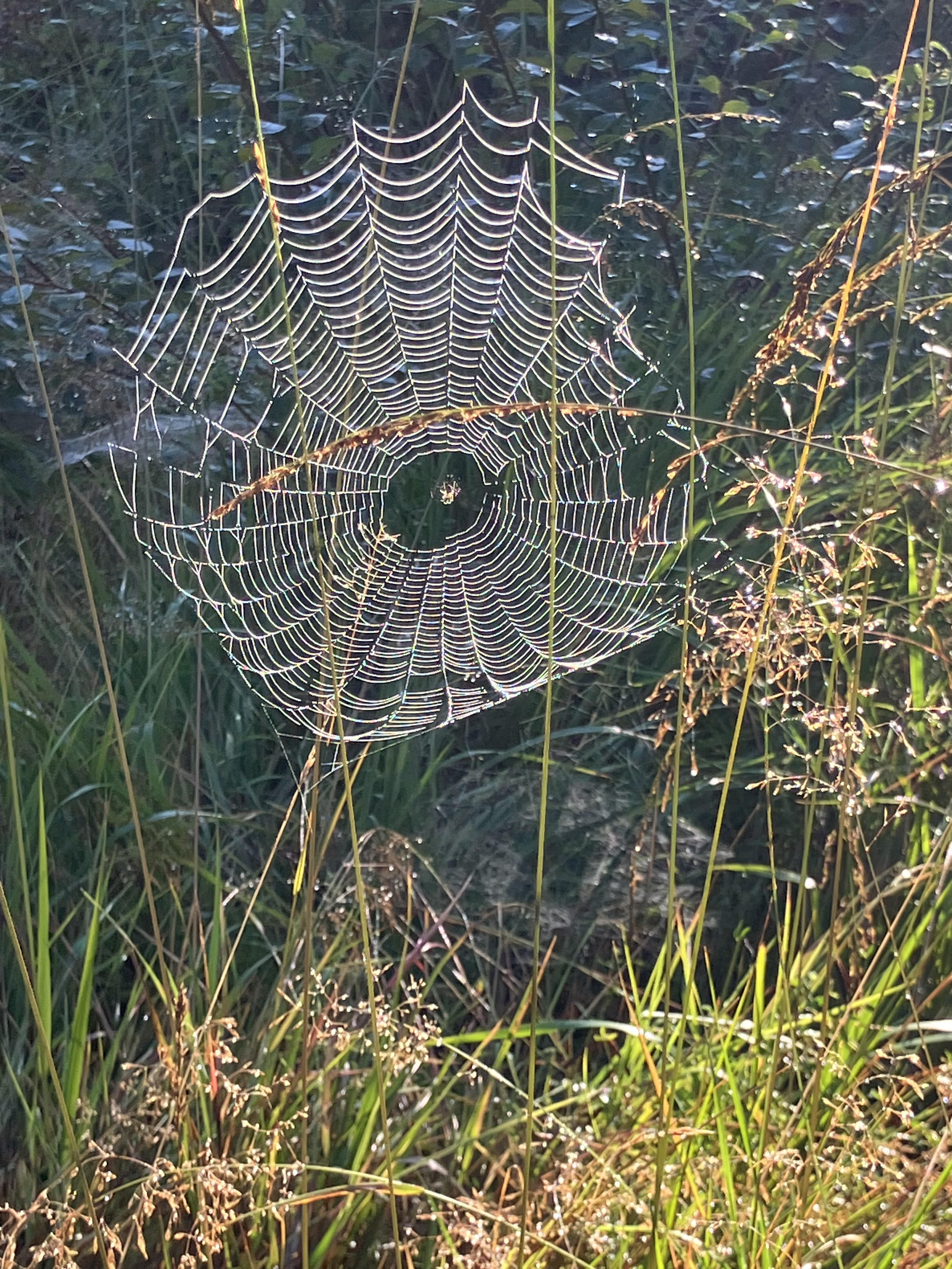 Eg håper at ikkje framtida blir eit spindelvevnett av løgner og urettferd.