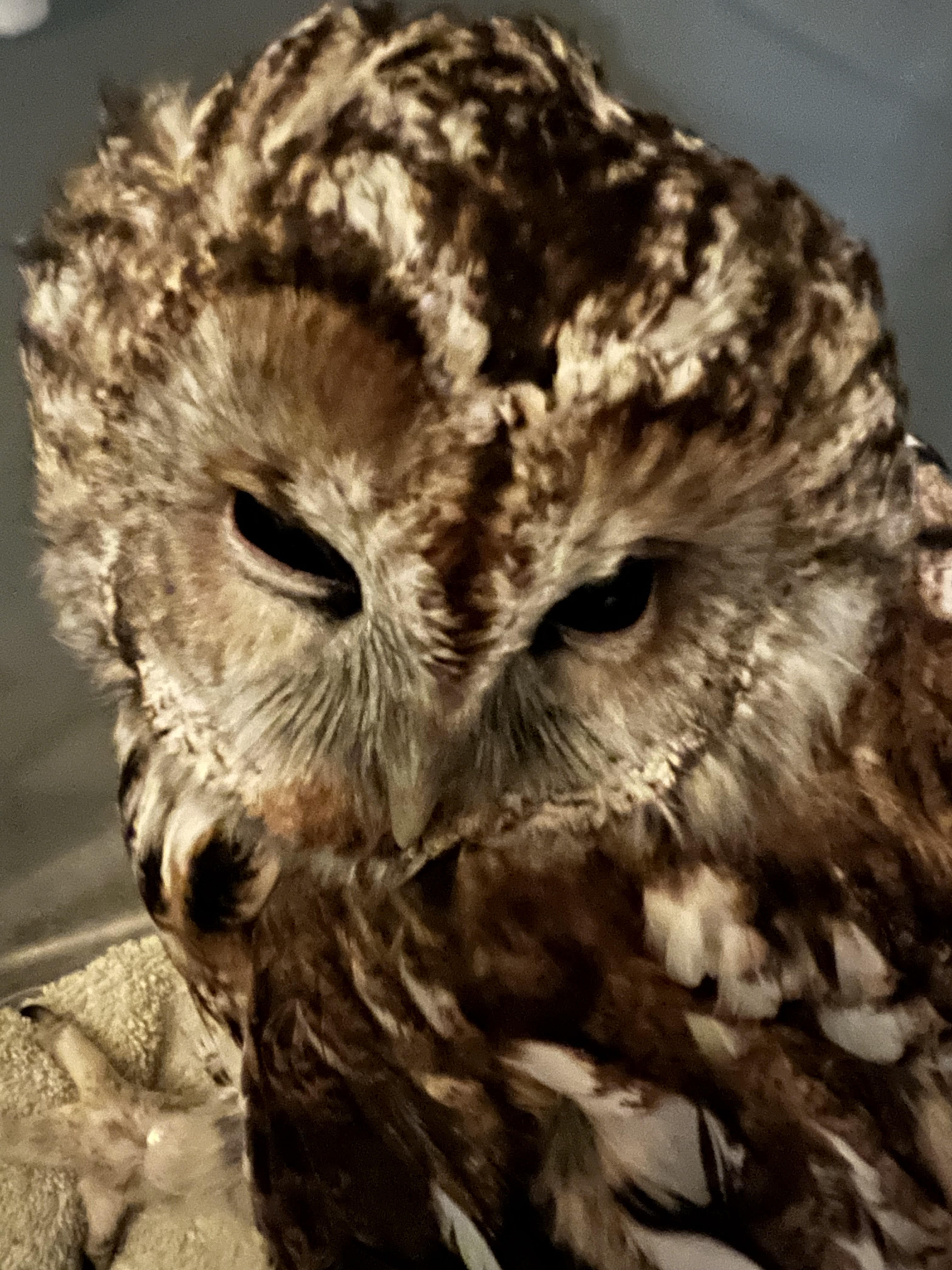 Ugla skal vere klok – kanskje ho har like gode svar som astrologien?