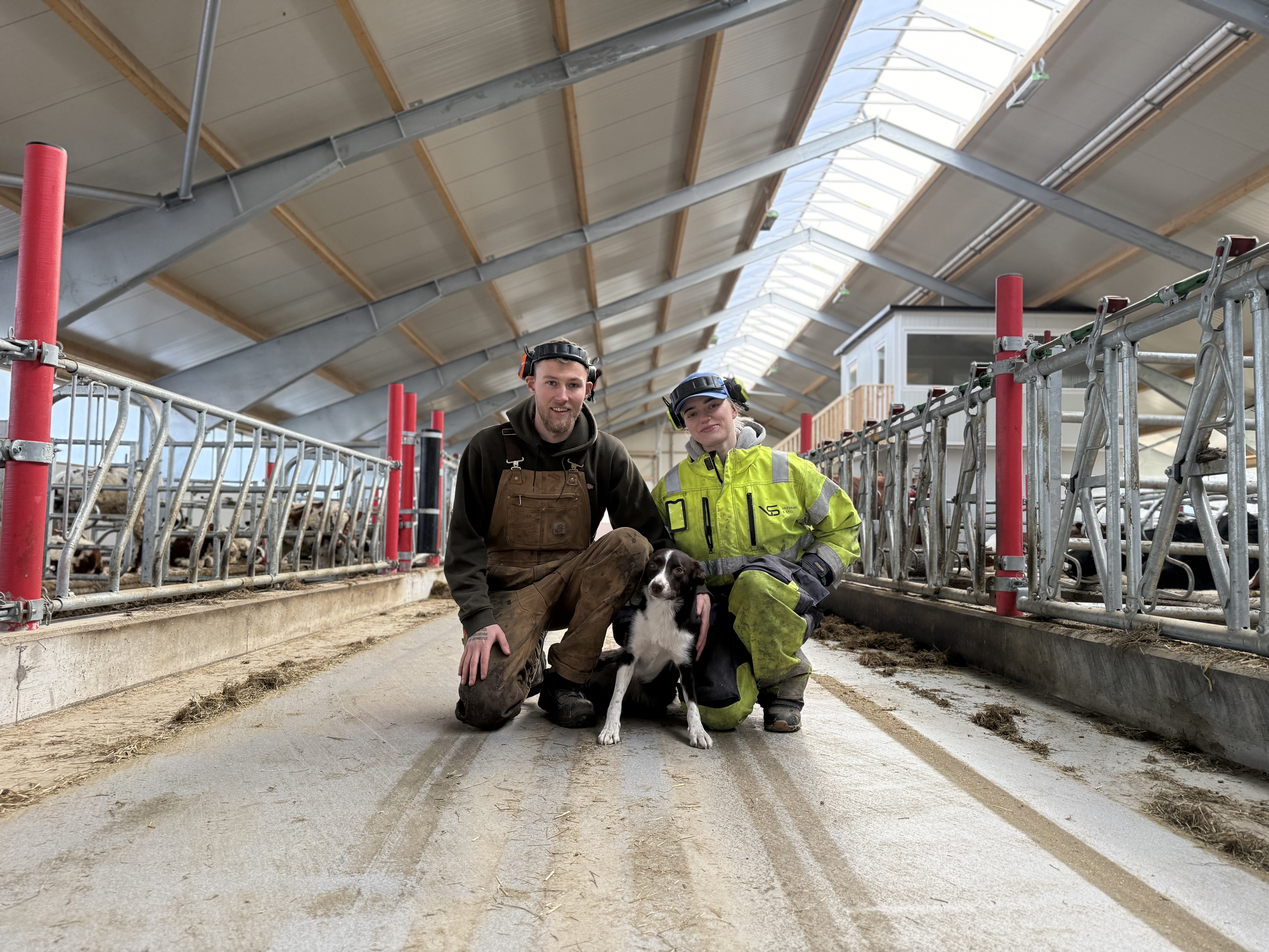 På Falkeid drives et av de store gårdsbrukene av Idar Vela Haugeberg (24), med god hjelp av samboeren Amanda Klovning (23). De gledes over at den nye driftsbygningen er oppe og i drift etter at den gamle brant ned i 2024.