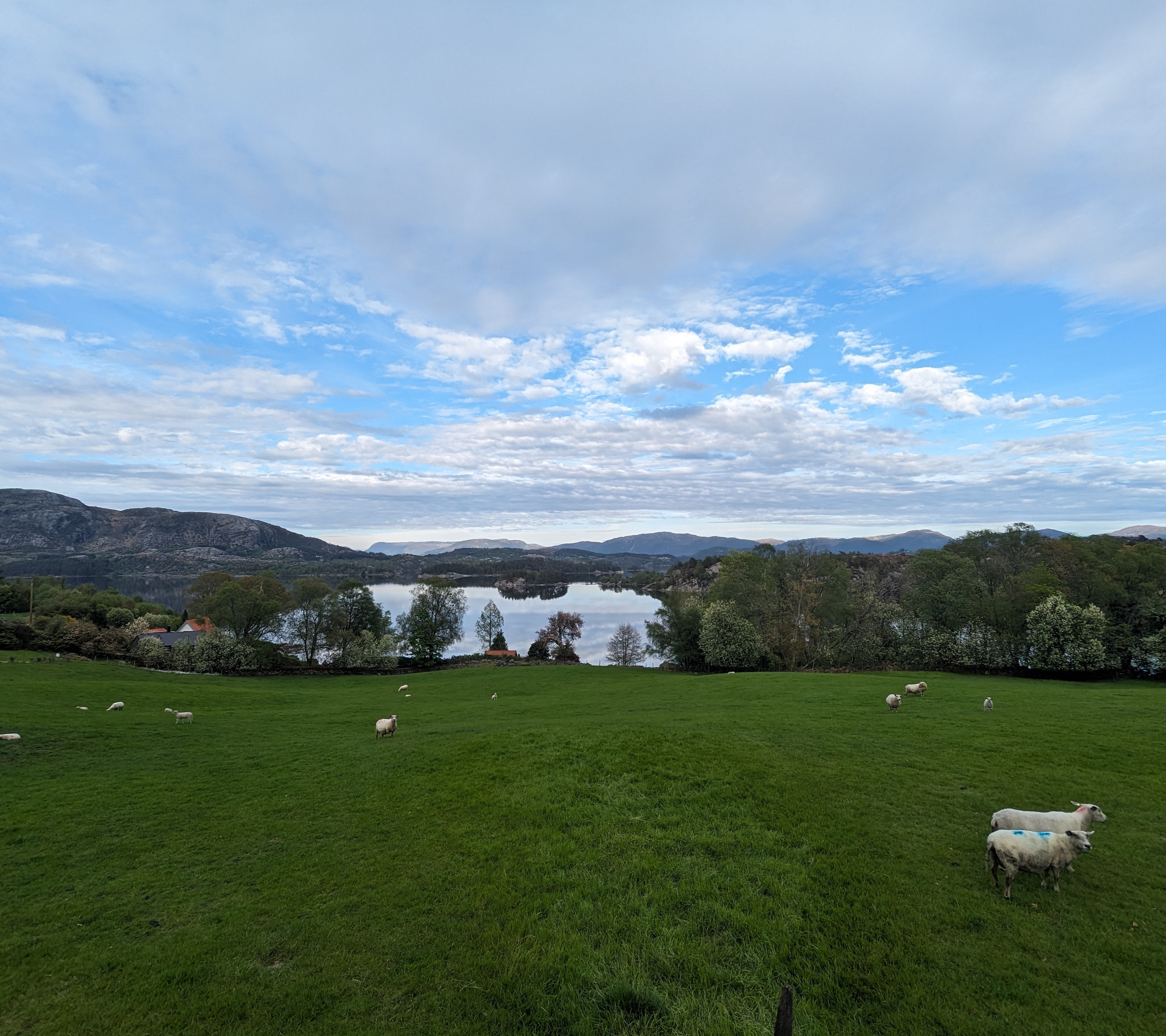 Utsikt fra stuevinduet mitt på Kvitanes - her kommer ny E39 til å ligge dersom SVV får det som de vil.
Foto: Privat