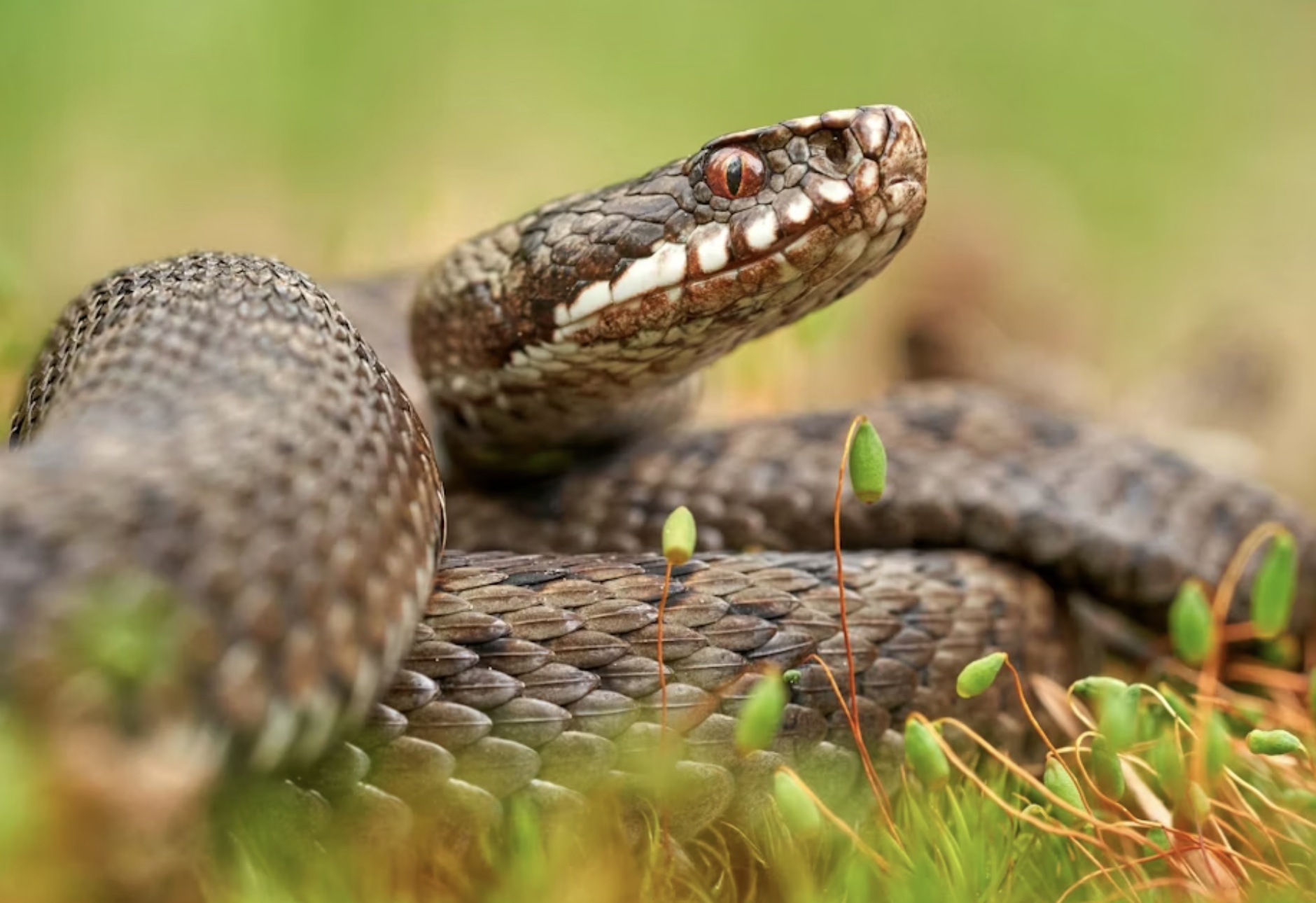 Hoggormen er i full aktivitet nå når varmen er begynt å komme.