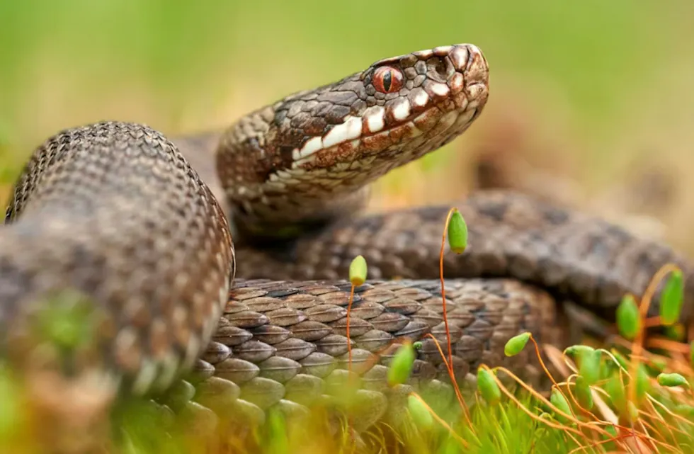 Hoggormen er i full aktivitet nå når varmen er begynt å komme.