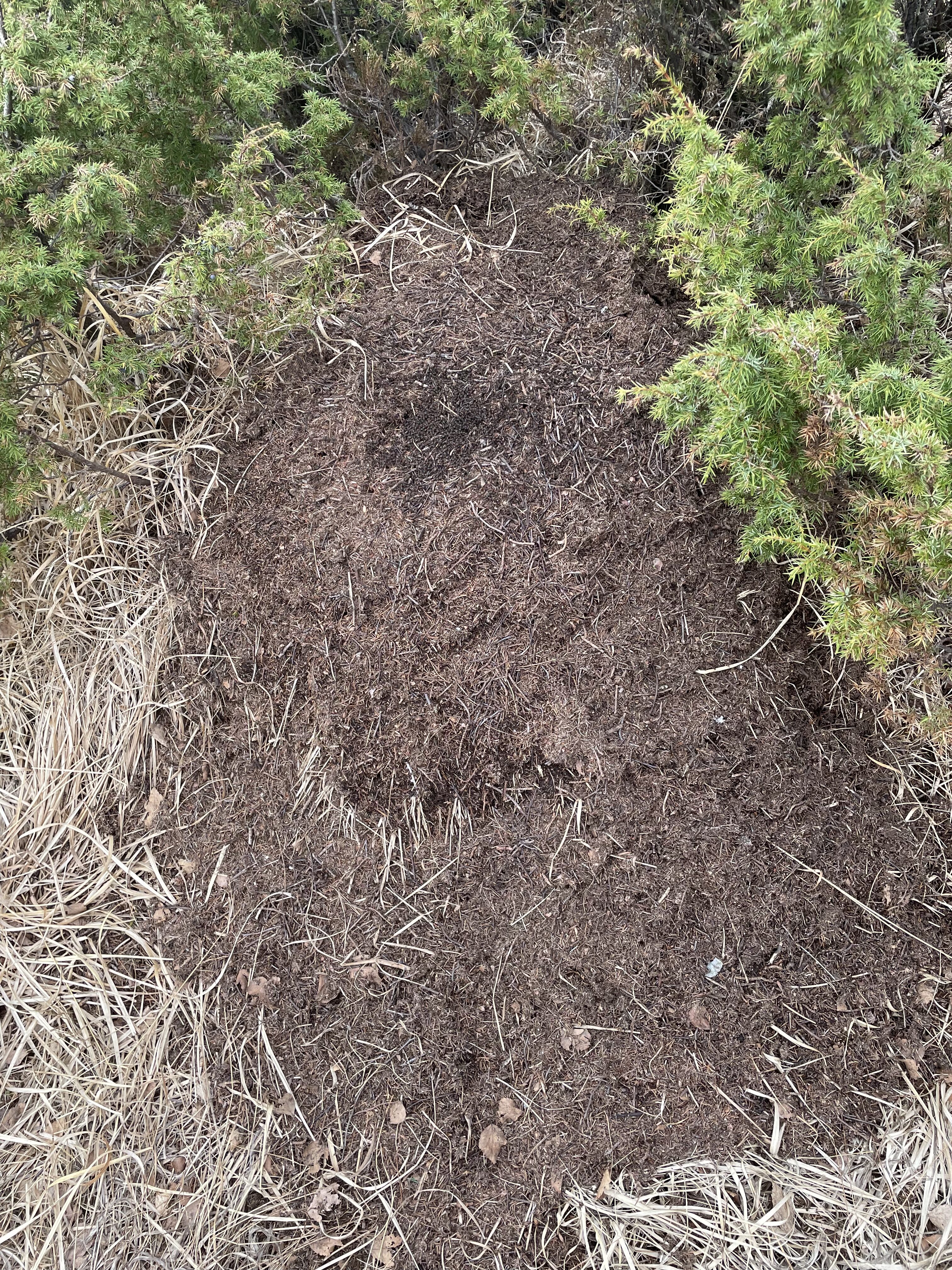La maurtuene stå i fred, seier Solveig Riise, som observerer langs løypene ved Bongsatjørn at tuene er gravde i.