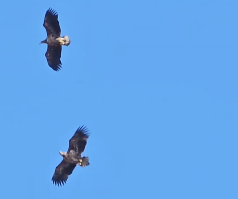 Vi gikk en tur med familien og så hele 15 havørner samtidig , sier Silje Susort.