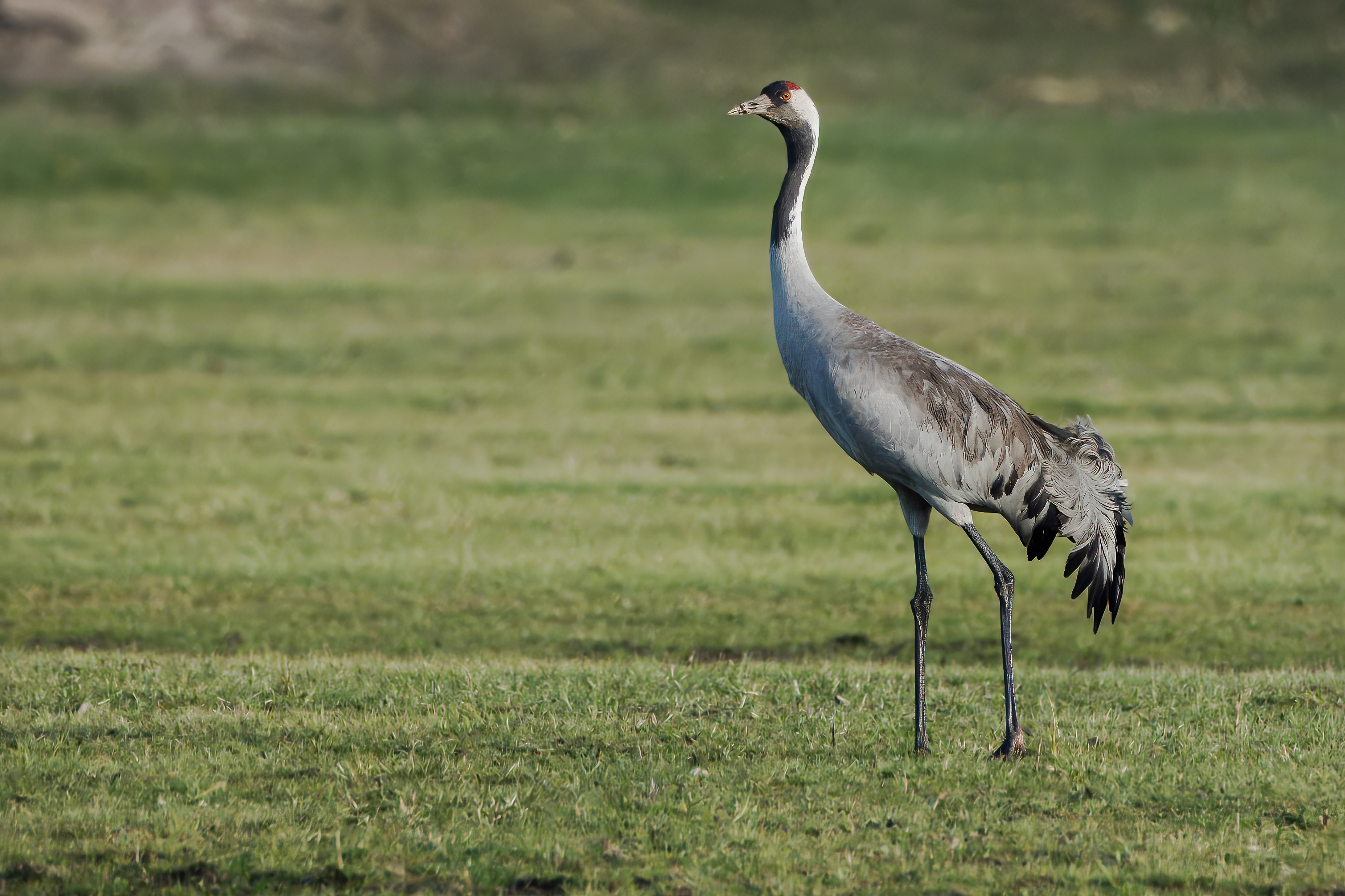 Ein sjeldan gjest er observert i Tysvær siste tida.