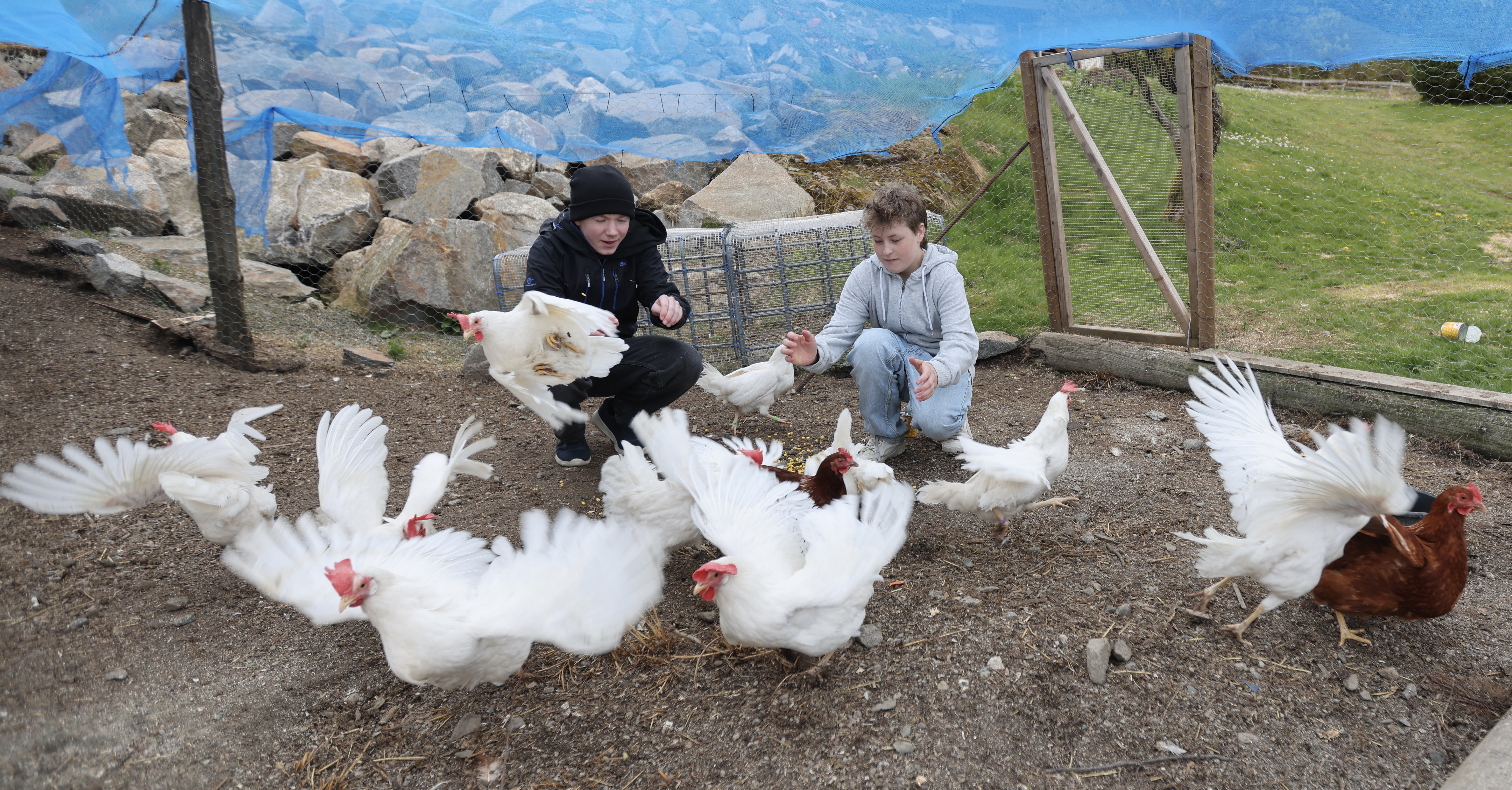 Magnus Vaglid og Dennis Bråtveit Nordbø starta si eiga elevbedrift. Dei sel egg og 45 høner skal matast og passast på slik at dei får eit topp produkt som gjer at kundane kjem igjen og igjen.
Foto: Alf-Einar Kvalavåg