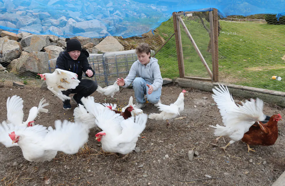 Magnus Vaglid og Dennis Bråtveit Nordbø starta si eiga elevbedrift. Dei sel egg og 45 høner skal matast og passast på slik at dei får eit topp produkt som gjer at kundane kjem igjen og igjen.
Foto: Alf-Einar Kvalavåg