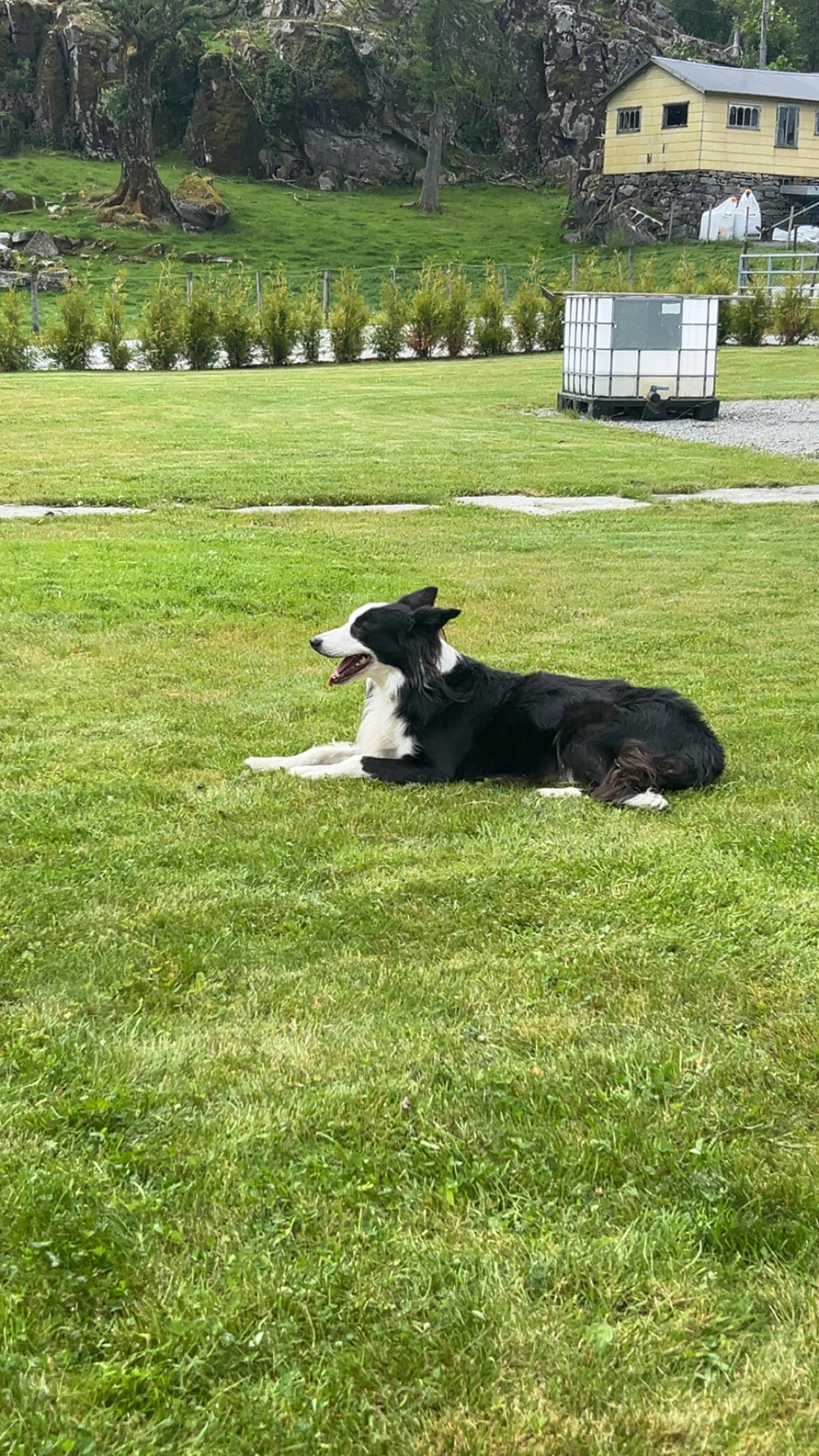 John Kristian Heskja saknar hunden sin, Zac, - ein svært godlynt og tillitsfull hund. 
– Eg trur at han må vere stolen, seier Heskja.