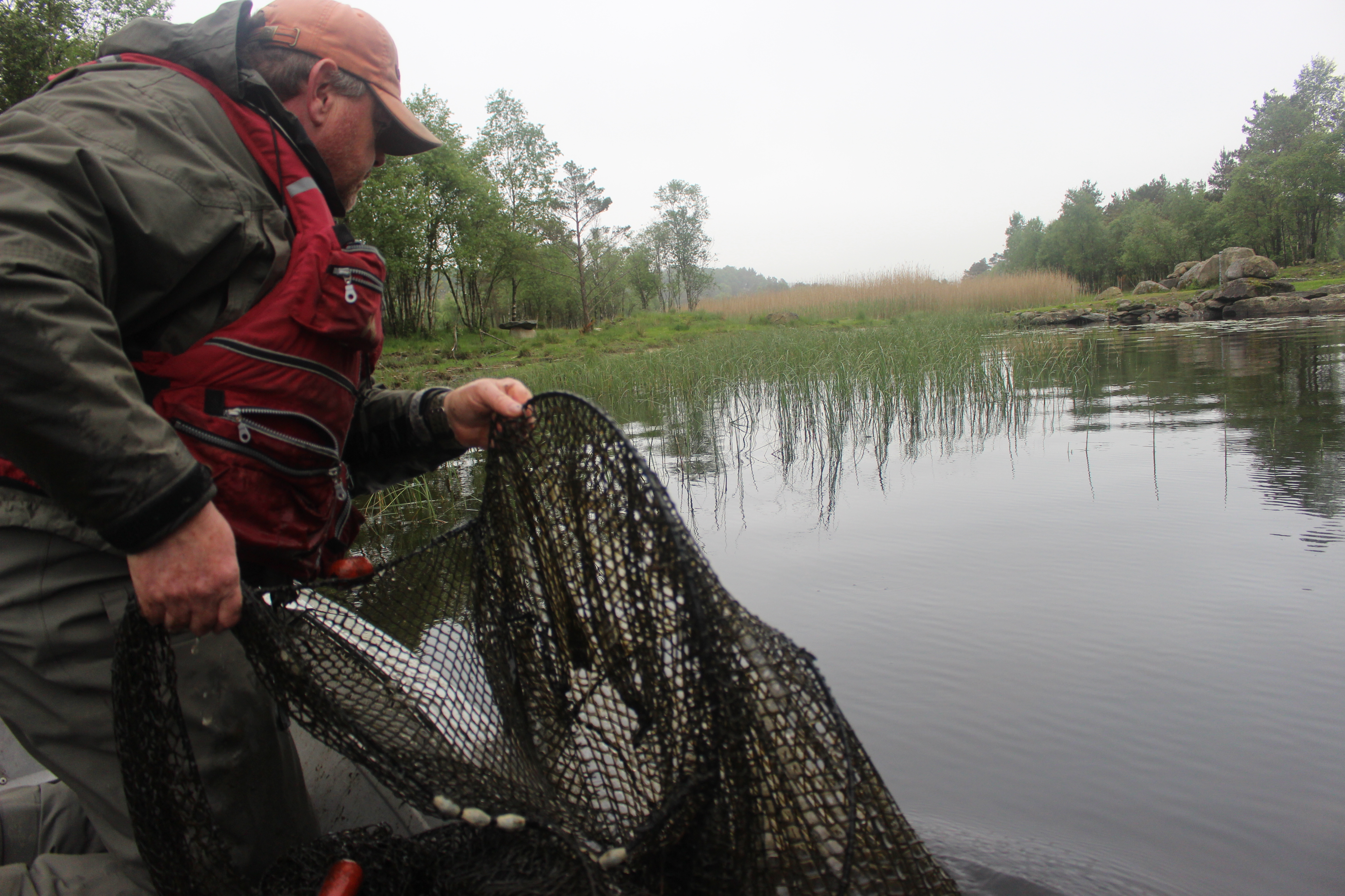 Tysvær Jeger og Fiskeforening ønsker å redusera bestanden av gjedde i Storavatnet for å verna dei fiskeartane som naturleg held til der. Gjedda blir fanga i ruser som står inne i sivet.