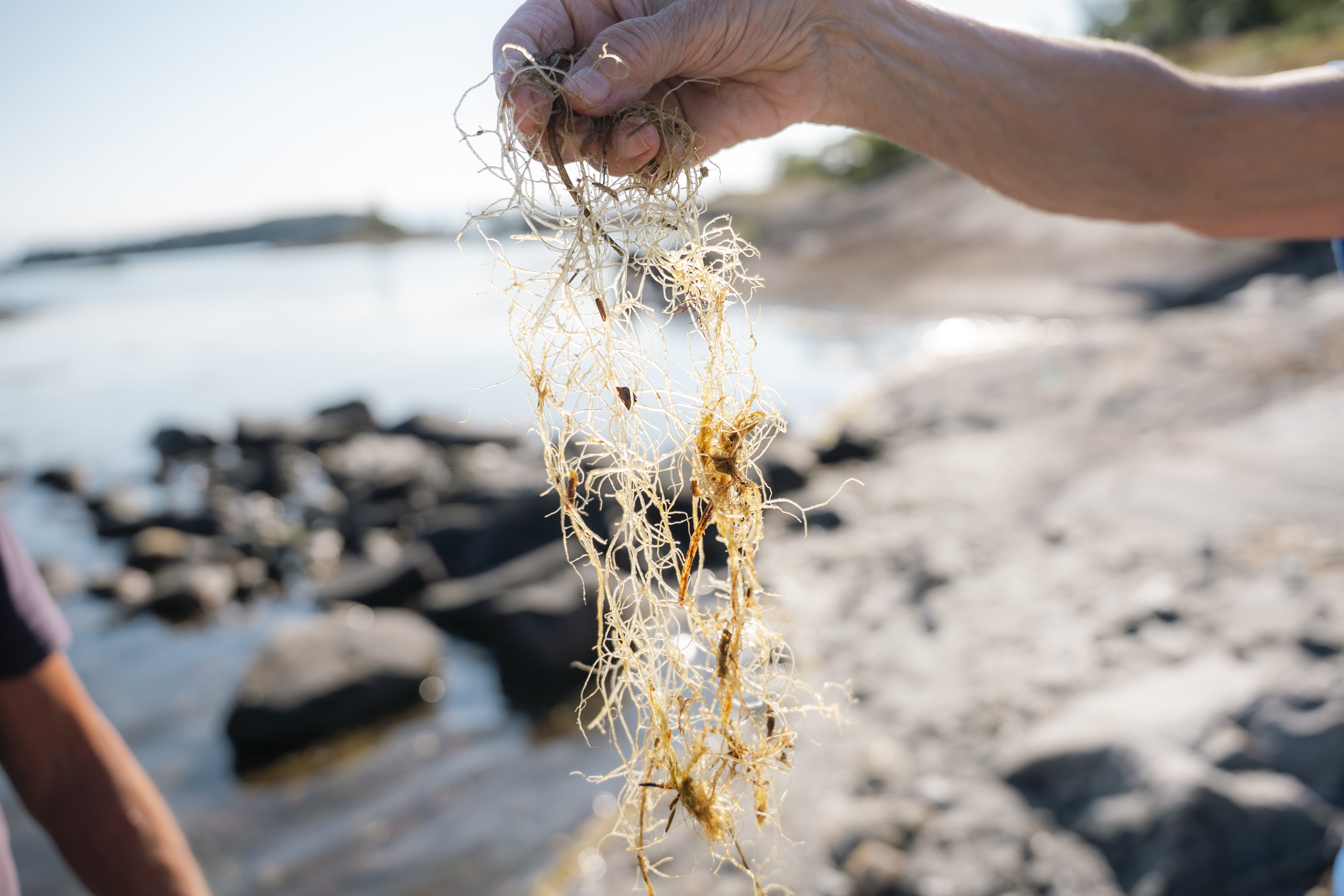 Lurv i strandsonen er ikke særlig delikat. 