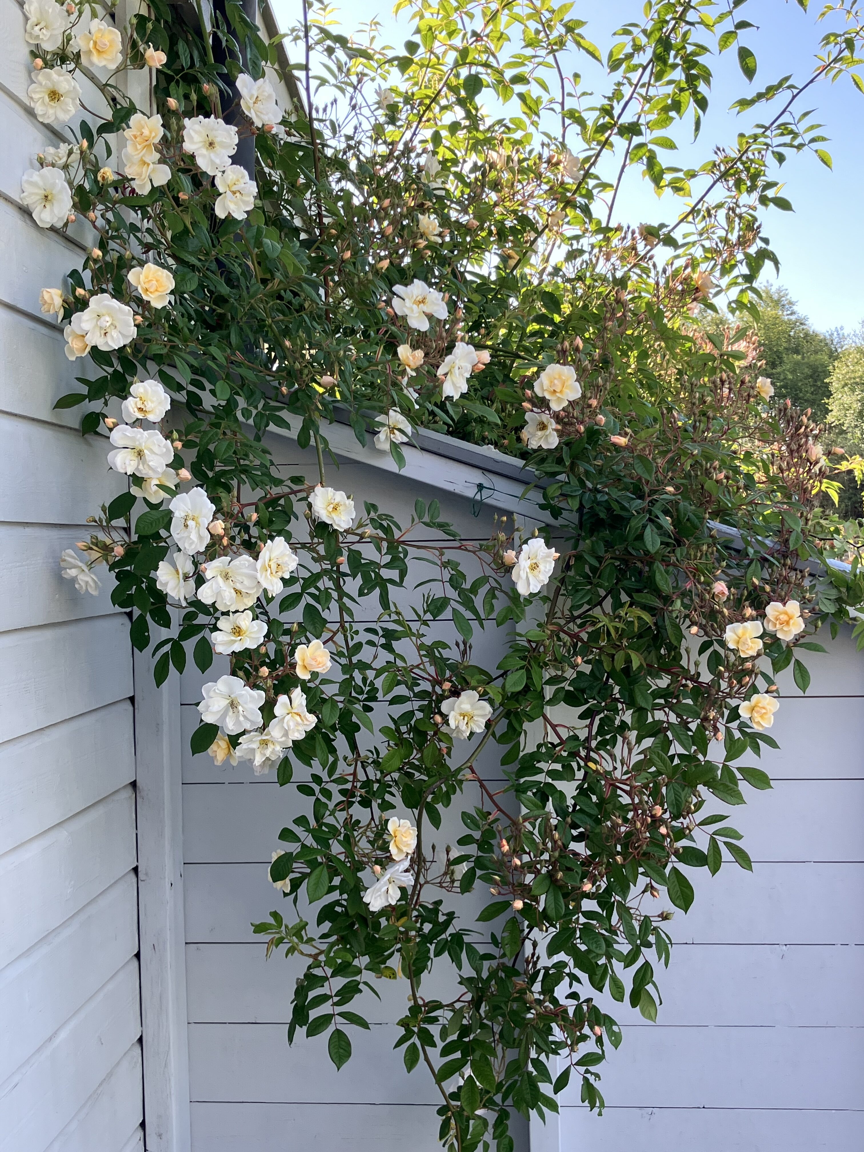 Lykkefund gir meg lykkestund. Den veks og blomstrar og atar frå meg pusten – som eg heldigvis får tilbake frå blomsterdufta. 