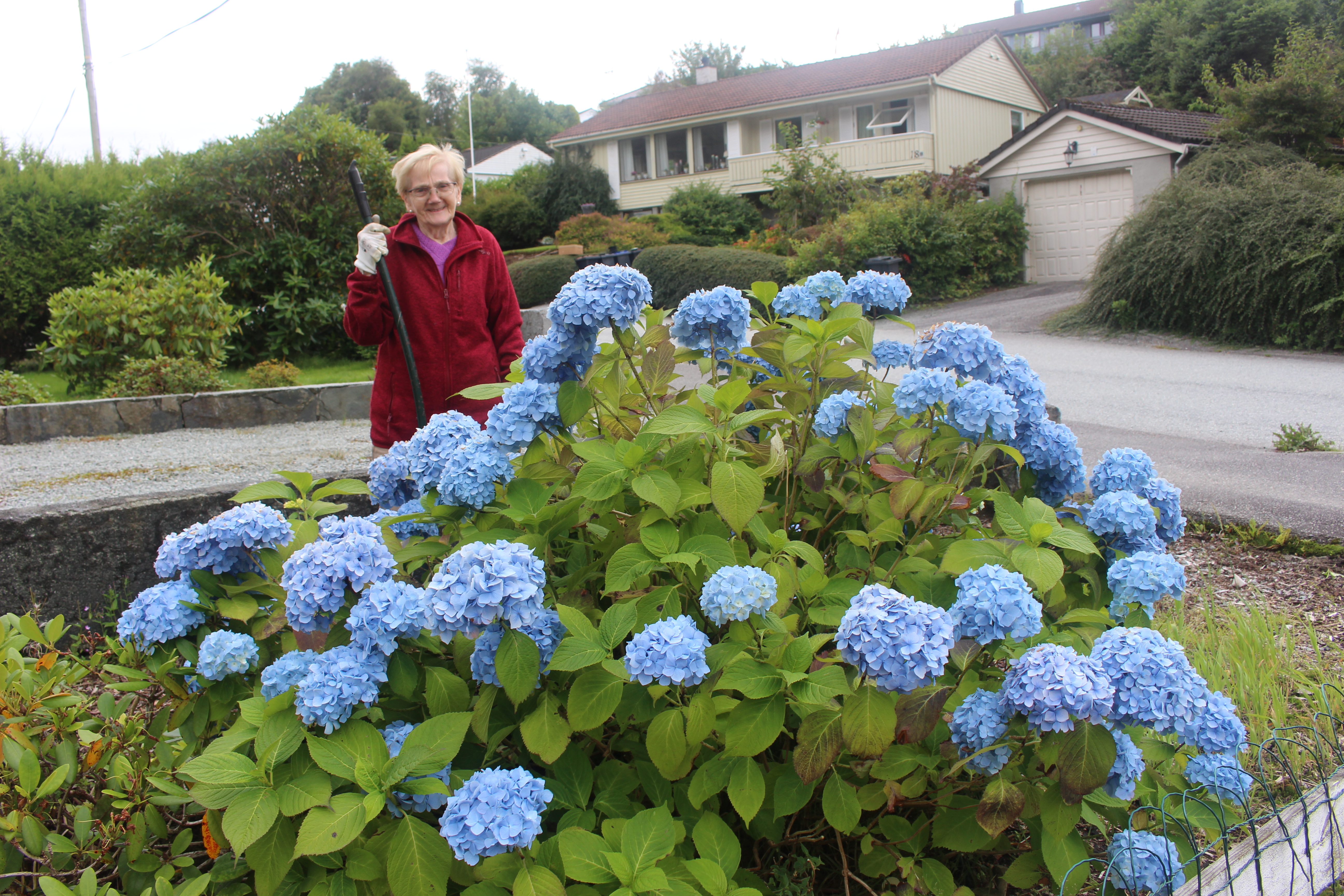 Herborg Håland har lukkast med å få den flotte hortensiaen sin til å blomstre med store, blå blomster. – Men ikkje klipp den, berre riste av dei visne blomstrane, er hennar råd